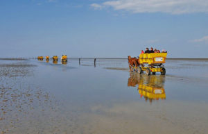 Wattwandern in Cuxhaven