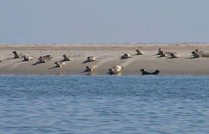 Nationalpark Wattenmeer (Vadehavet) in Dänemark