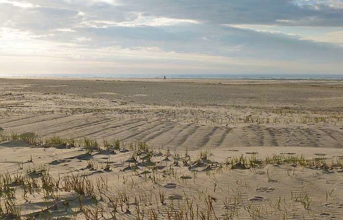Dünenlandschaft mit Strandhafer auf der Nordseeinsel Spiekeroog im Nationalpark Niedersächsisches Wattenmeer