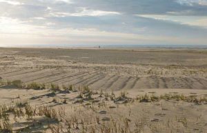 Dünenlandschaft mit Strandhafer auf der Nordseeinsel Spiekeroog im Nationalpark Niedersächsisches Wattenmeer