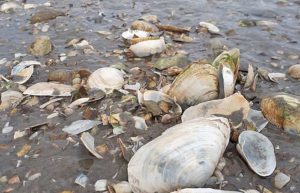 Muscheln im Wattenmeer