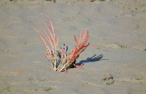 Salicornia im Wattenmeer