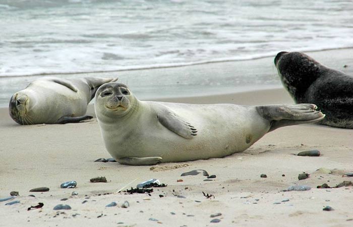 Nationalpark Schleswig-Holsteinisches Wattenmeer