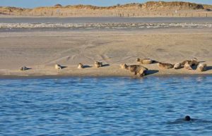 Kegelrobben und Seehunde auf Norderney