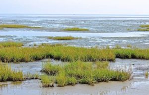 Wattenmeer