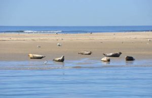 Seehunde im Wattenmeer