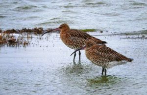 Brachvögel auf Texel
