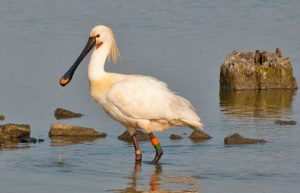 Löffler auf Texel