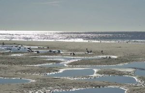 Möwen am Strand auf der Insel Texel