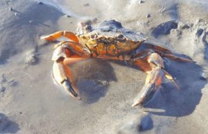 Krabbe im Wattenmeer