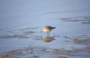 Vogel im Wattenmeer